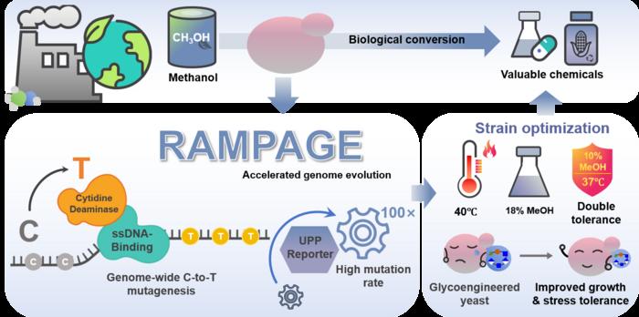 The RAMPAGE platform accelerates genome evolution in Pichia pastoris by introducing targeted genome-wide mutations during DNA replication