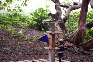 A squirrel on top of the feeder on the shorter, less slippery pole.