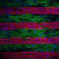 Cell Cultures