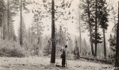Wieslander Vegetation Survey Data
