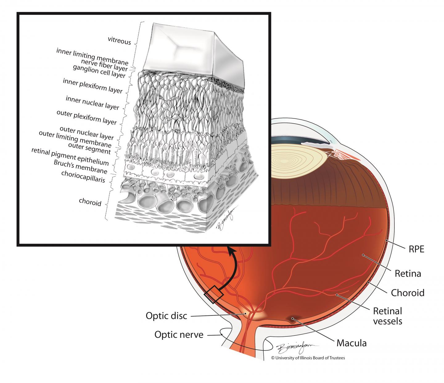 Retina