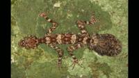Top 10 New Species