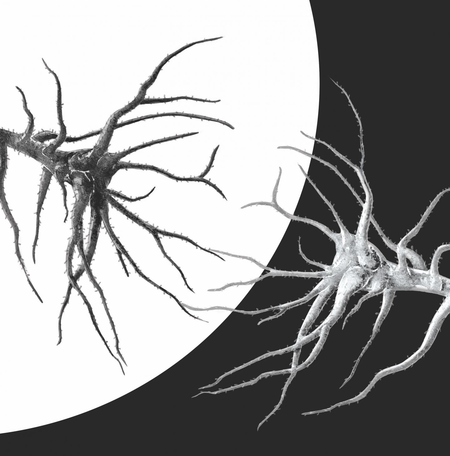 Abstraction of Cortical Neurons, Responsive to both the Polarity and Orientation of Edges, and not J
