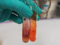Rhizobia