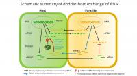 Scientists Discover How Parasite Hacks into its Victims to Seize Control of Genes