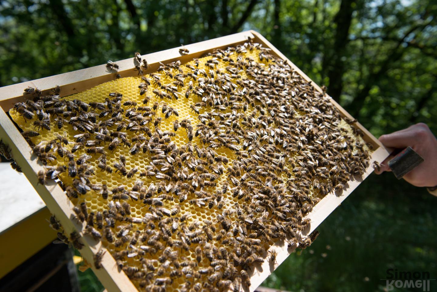 Honey Samples Worldwide Test Positive for Neonicotinoids