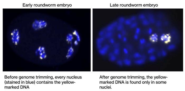 Genome comparison