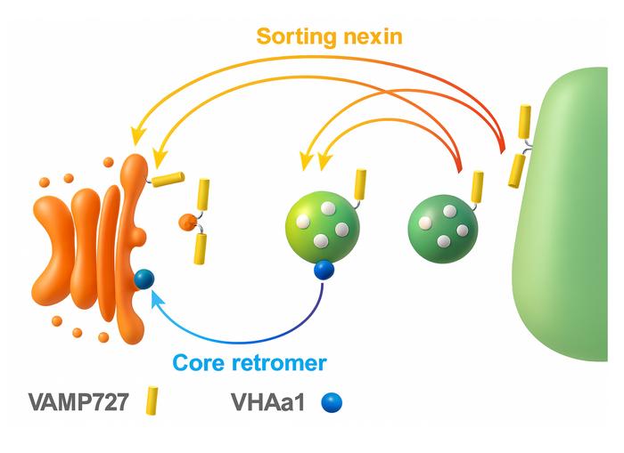 Retrograde trafficking pathways from the plant vacuole and endosomes.