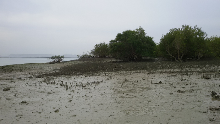Mangrove ecosystems on Qeshm Island in the Persian Gulf, Iran