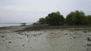 Mangrove ecosystems on Qeshm Island in the Persian Gulf, Iran