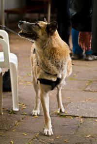 Three-Legged Dog