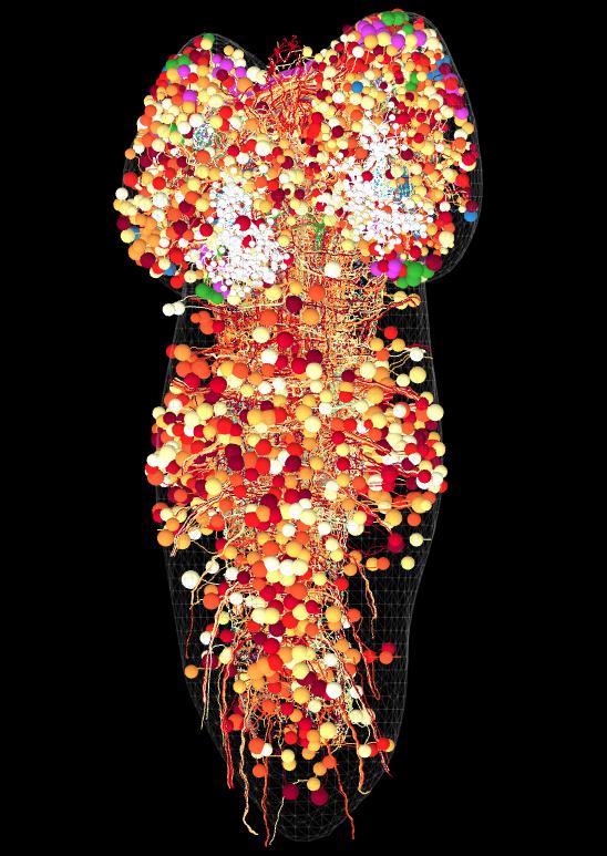 Brain Nerve Cells