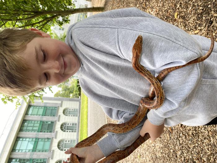 Nine year old Ruadhán Kenny, a third class pupil at Gaelscoil Mhic Amhlaigh, Galway city, gets up close to a corn snake. Credit - University of Galway.