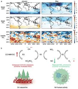 Contrasting drivers of OH and ozone changes in 2020 across the hemispheres
