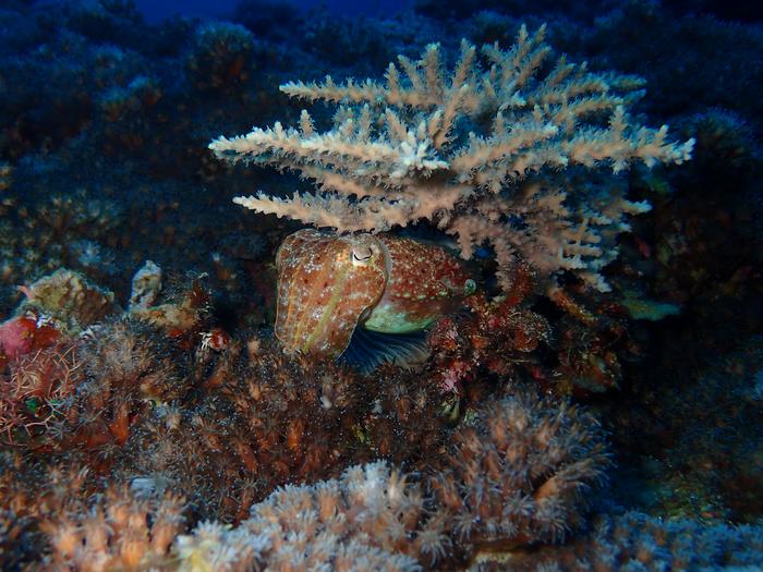 common cuttlefish (Sepia sp.)