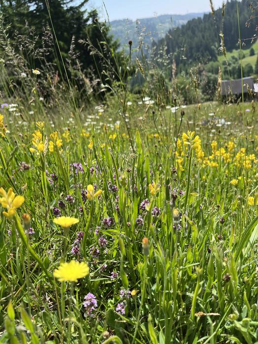 A species-rich, silicate-rich, nutrient-poor meadow in the Black Forest with winged broom (Genista sagittalis)