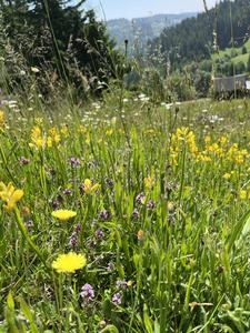 A species-rich, silicate-rich, nutrient-poor meadow in the Black Forest with winged broom (Genista sagittalis)