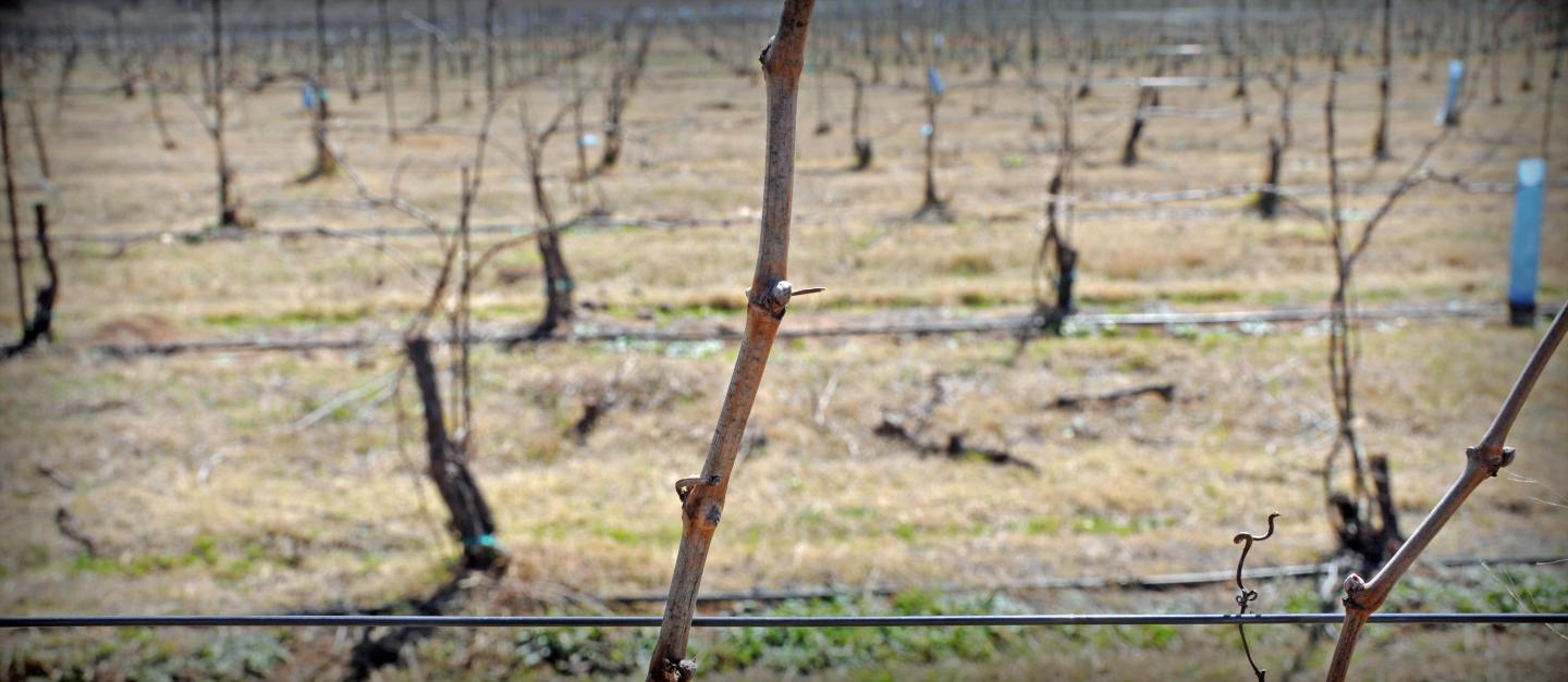 Grape Vine