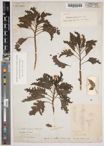 One of Darwin's herbarium sheets