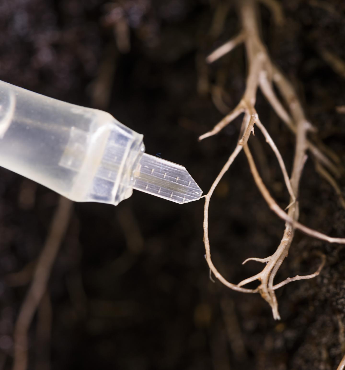 Root ShapeSystems