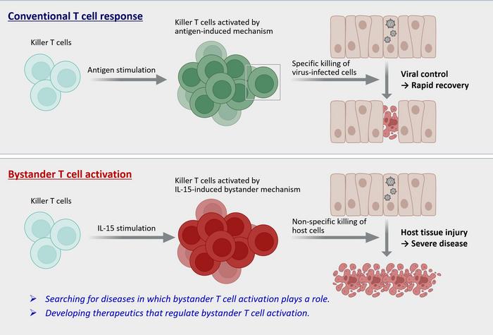 KAIST Uncovers the Mechanism Behind Overactive Immune Cells​