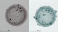 Carbon Nanospheres