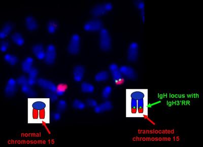 Activating a Gene That Leads to Cancer