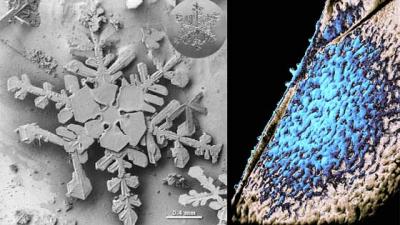 Snowflakes
