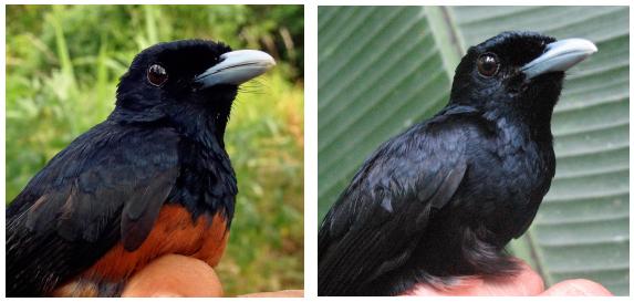 Melanic Chestnut-bellied Monarch