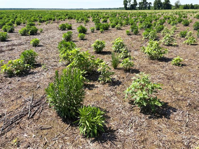 Palmer Amaranth/Horseweed Infestations