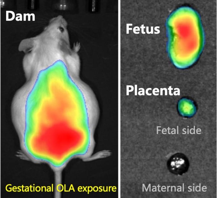 Breakdown products from ‘eco-friendly’ plastics impede fetal development in mice