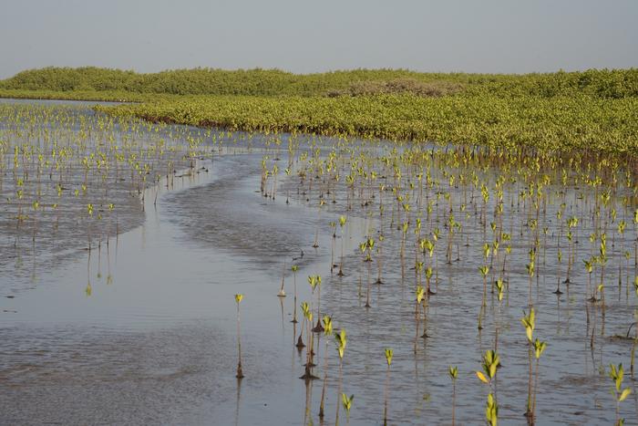 Mangroves