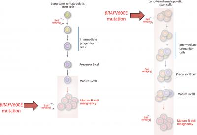 Tracing the Origins of Leukemia