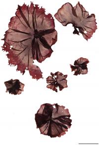 <i>Pyropia plicata</i>, Herbarium