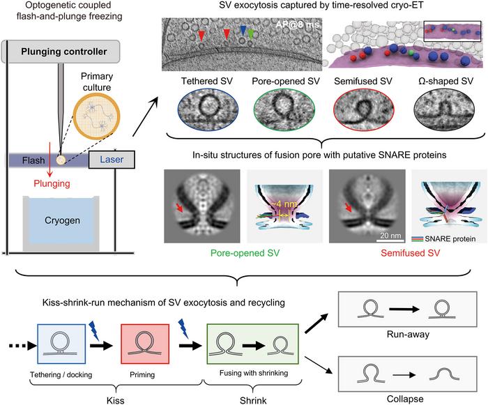 Decoding the kiss-shrink-run mechanism with time-resolved cryo-ET.