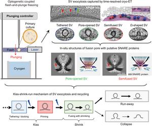 Decoding the kiss-shrink-run mechanism with time-resolved cryo-ET.
