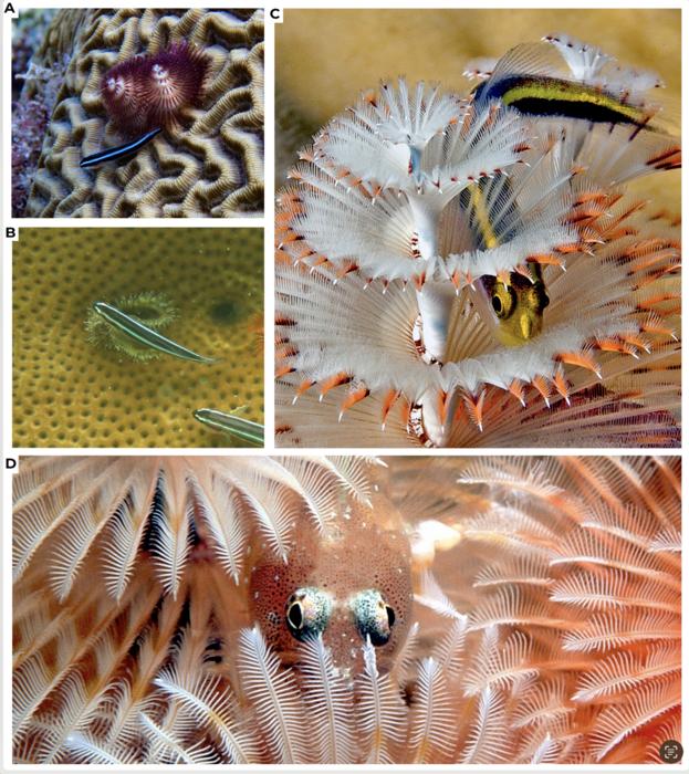 Novel Symbiosis Between Fish and Worms