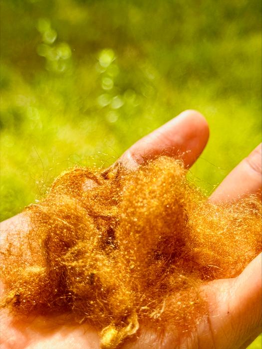 Golden sea silk