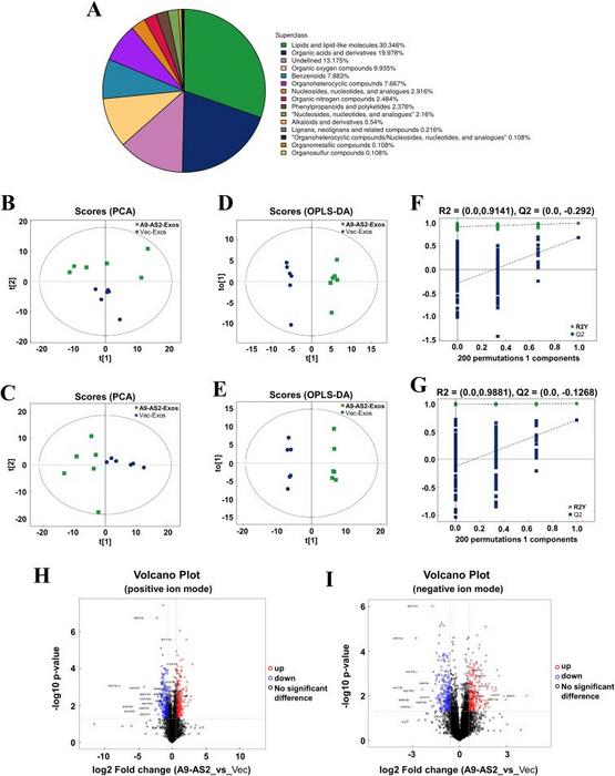 Liquid chromatography-mass spectrometry profiling of metabolomic reprogramming in CAL27 cells after ADAMTS9-AS2-Exos treatment and identification of metabolites.