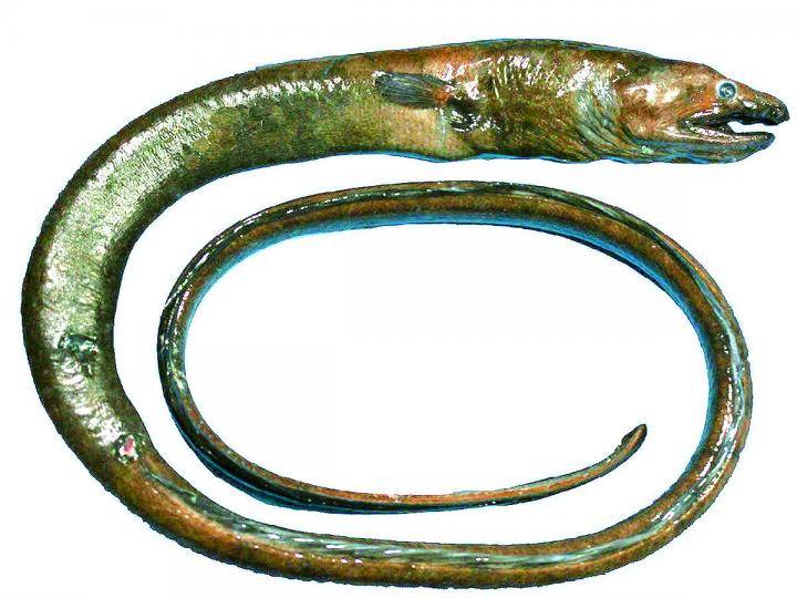 A Gigantic Deepwater Worm Eel