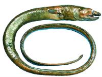 A Gigantic Deepwater Worm Eel