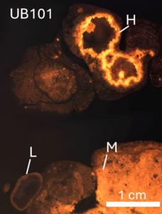 Fossil Shell Used in Dating Analysis