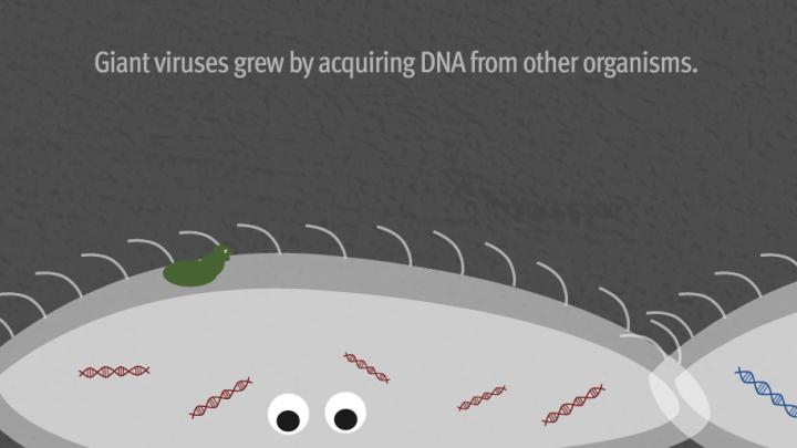 Giant Viruses May Simply Be a Frankenstein of Mini Viruses