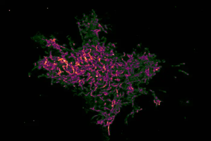Cell signaling
