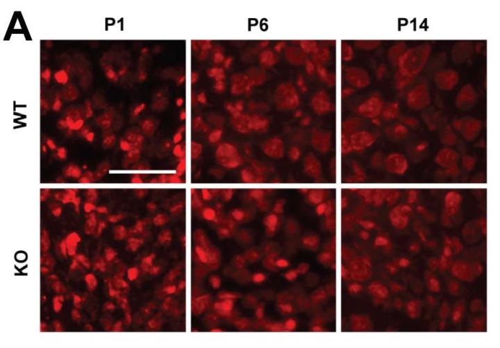 VCN Cell Size
