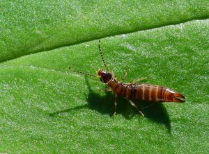 Scientists Dispute Hypothesis That Climate Change Will Unleash Massive Ag Pest Populations