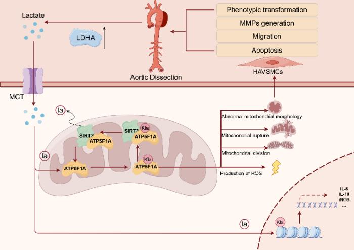 Figure 4. Mechanistic diagram of the study
