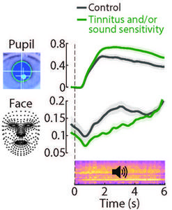 Sound-evoked pupil dilations and facial movements graph