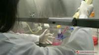 Joslin Scientists Advance Understanding of Human Brown Adipose Tissue and Grow New Cells