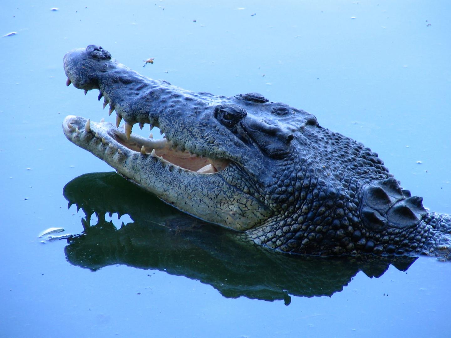 Crocodilian